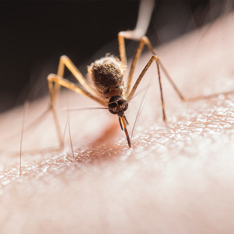 Így tudod megóvni a szúnyogok elől a gyermeked